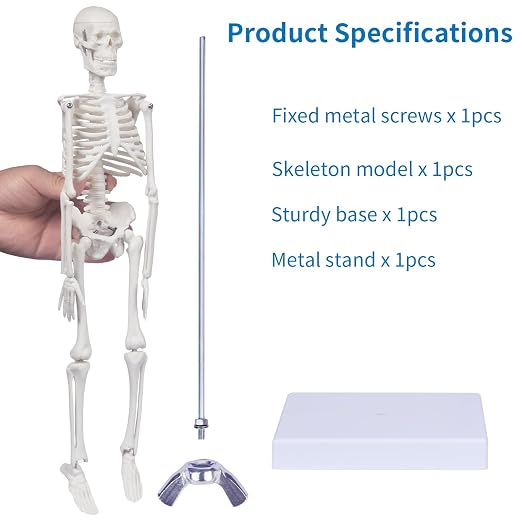Human Skeleton Model for Anatomy: 17"H Mini Human Body Model with Movable Arms, Legs & Sturdy Stand, Scientific Bone Model for Teaching & Simpl Display - Image 3