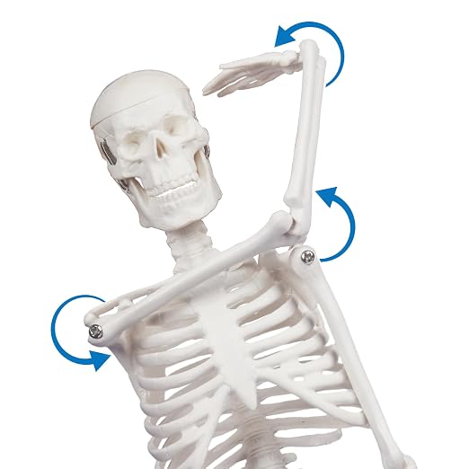 Human Skeleton Model for Anatomy: 17"H Mini Human Body Model with Movable Arms, Legs & Sturdy Stand, Scientific Bone Model for Teaching & Simpl Display - Image 8
