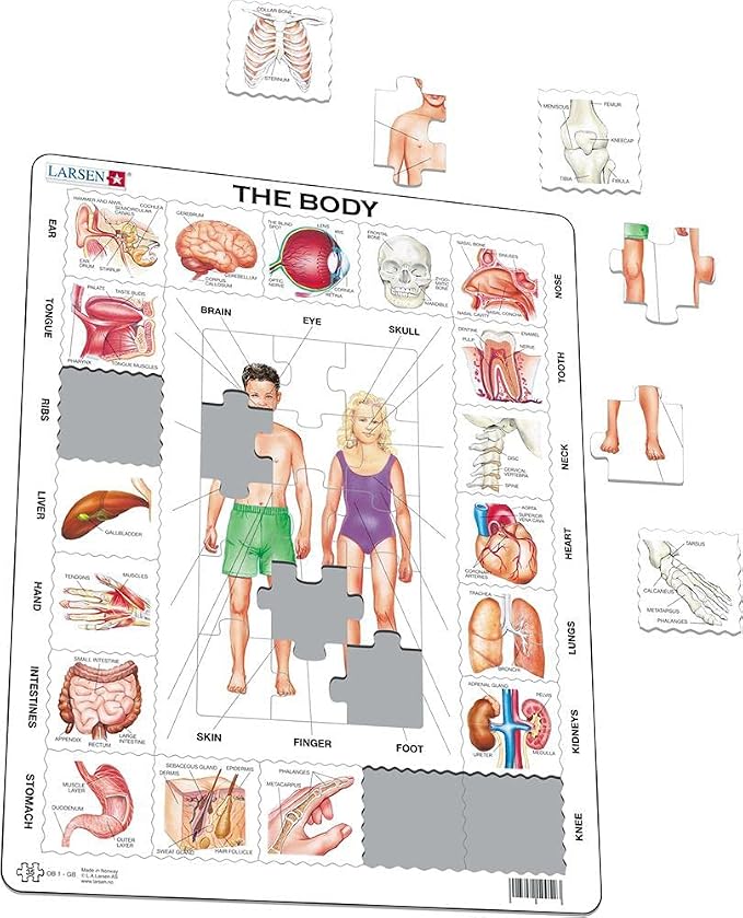 Larsen Human Body 35 Piece Educational Anatomy Puzzle for Children - Image 2