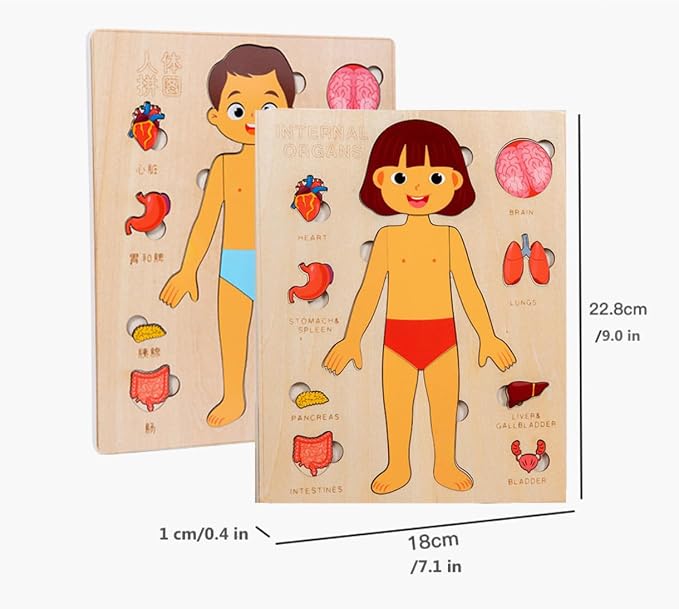 Montessori Jigsaw Puzzle of Human Structure Kids Human Learning Toy Anatomy Organ Model Anatomy Toy Children Human Organ Education Toys Human Organ Teaching Aids (Girl) - Image 9