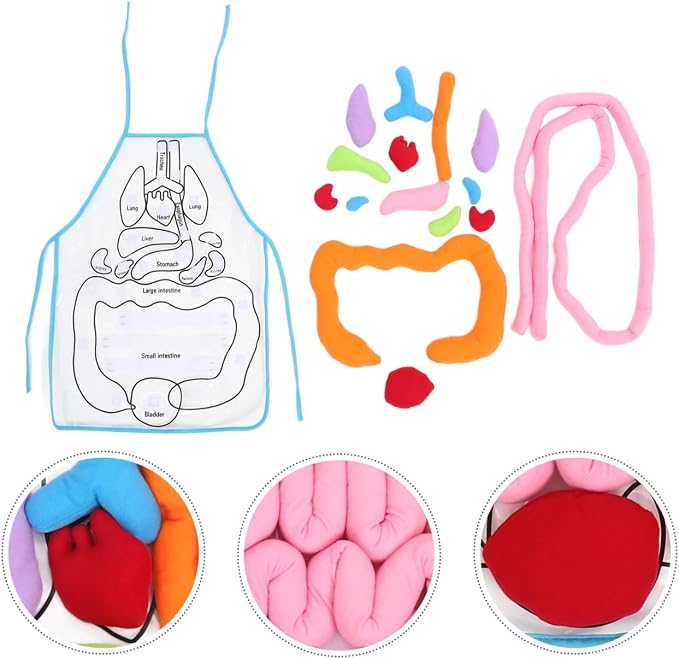 POPETPOP Human Organs Apron 3D Educational Toy for Kids Preschool Cognitive Anatomy Teaching Tool for Home and Classroom Science Learning - Image 4