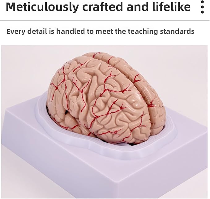 Disassembled Anatomical Human Brain Model - 8-Part Medical Teaching Tool for Brain Anatomy Study, Kids Learning & Science Classroom, Realistic Human Body Puzzle for Students and Doctors - Image 6
