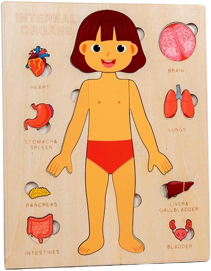 Montessori Jigsaw Puzzle of Human Structure Kids Human Learning Toy Anatomy Organ Model Anatomy Toy Children Human Organ Education Toys Human Organ Teaching Aids (Girl) by Unknown