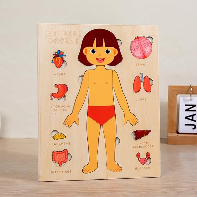 Montessori Jigsaw Puzzle of Human Structure Kids Human Learning Toy Anatomy Organ Model Anatomy Toy Children Human Organ Education Toys Human Organ Teaching Aids (Girl) - Image 5
