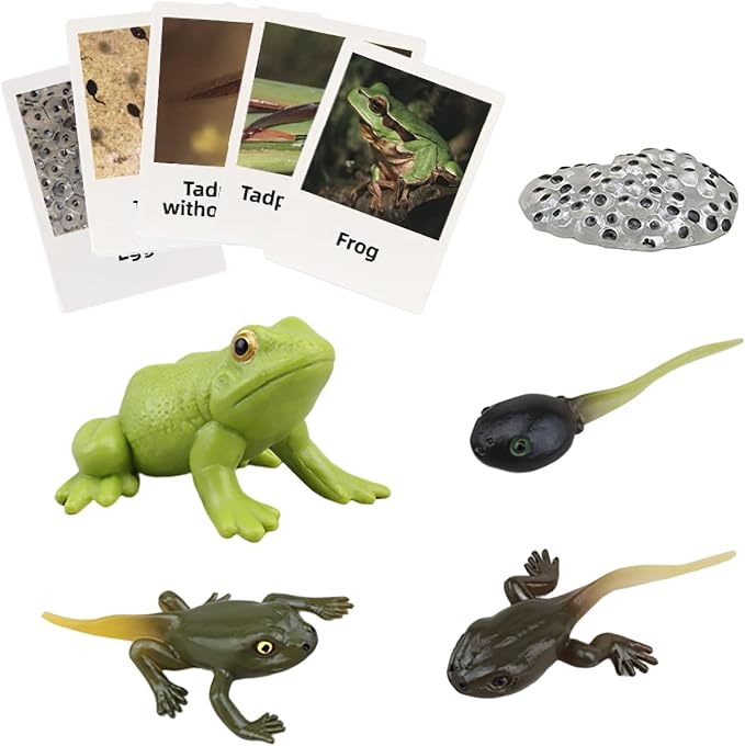 Montessori Frog Life Cycle with Flash Cards, Plastic Insects Tadpole to Frog Kit Toy, Realistic Animal Figurines by MIKNEKE