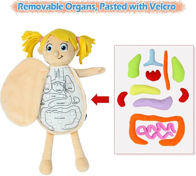 KAKIBLIN Human Body Model for Kids, Plush Anatomy Doll - Image 4