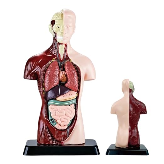 Anatomy for Kids Detachable STEM Learning Toys by Unknown