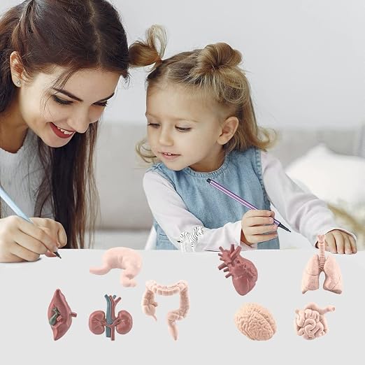 Human Model Human Body Organs for Human Anatomy Body Parts Learning Toy Human System Model,8Pcs 3D Anatomy Model Prop Plastic,Educational Toys for Kids (Graphic Color) - Image 4