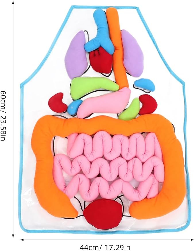 POPETPOP Human Organs Apron 3D Educational Toy for Kids Preschool Cognitive Anatomy Teaching Tool for Home and Classroom Science Learning - Image 7