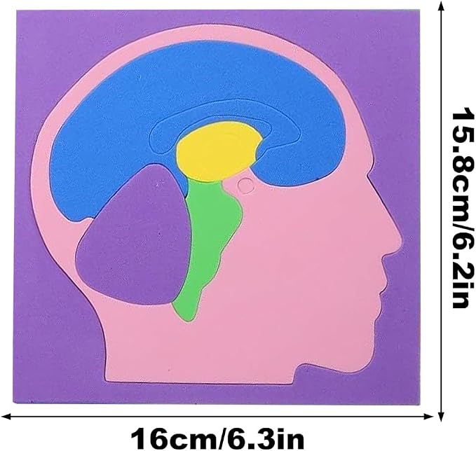Human Body Puzzle, 16x15.8cm EVA Brain Science Experiment DIY Model for Kids, Students, Education, Learning, STEM, Anatomy Study, Science Supplies - Image 2