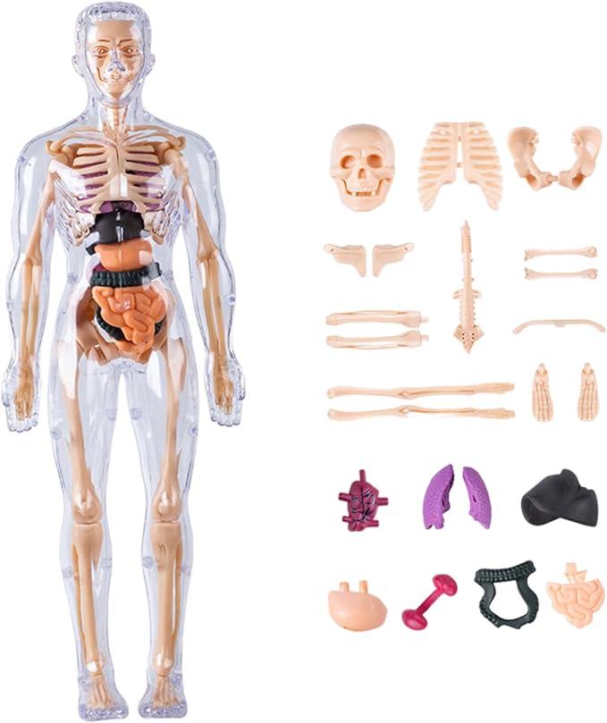 Human Body Model for Kids Detachable Visualized 3D Anatomy Model Enlightenment Science Toys Cultivates Explore Curiosity Hands-On Skills, Fully Transparent|Science Kits Toys - Image 2