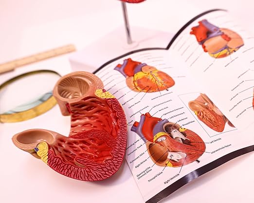 Axis Scientific Life-Size Human Heart Model - Image 4