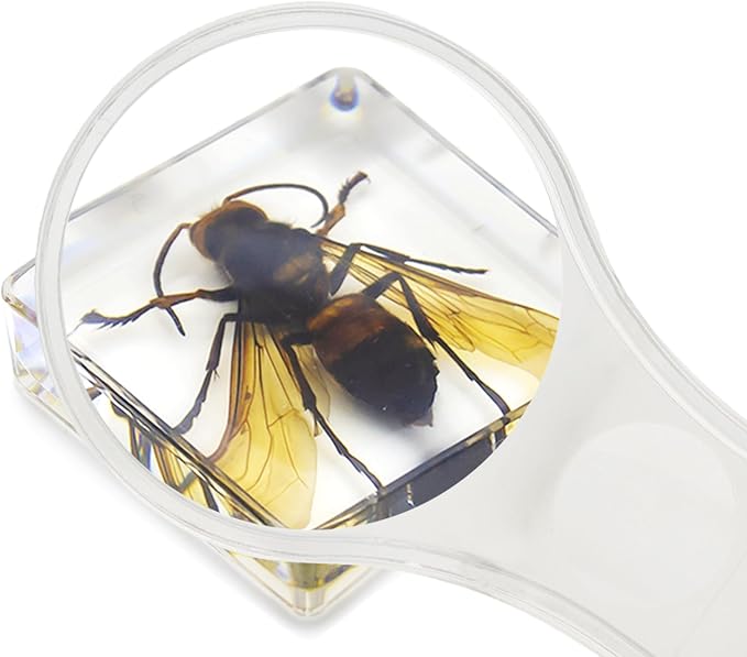Insect Specimen Set, Bugs Collection Scientific Education Gift for Kids Aged 3-8-12 (Cicada, Wasp, Spider, Scorpion, Locust, Chafer) - Image 3