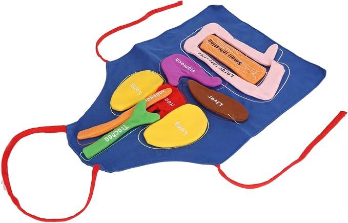 3D Organ Apron Human Body Organs Anatomy Costume DIY Educational Toy Removable Organs Learning Tool for Kids Science Museums Kindergartens Parent Child Games Polyester Material - Image 8