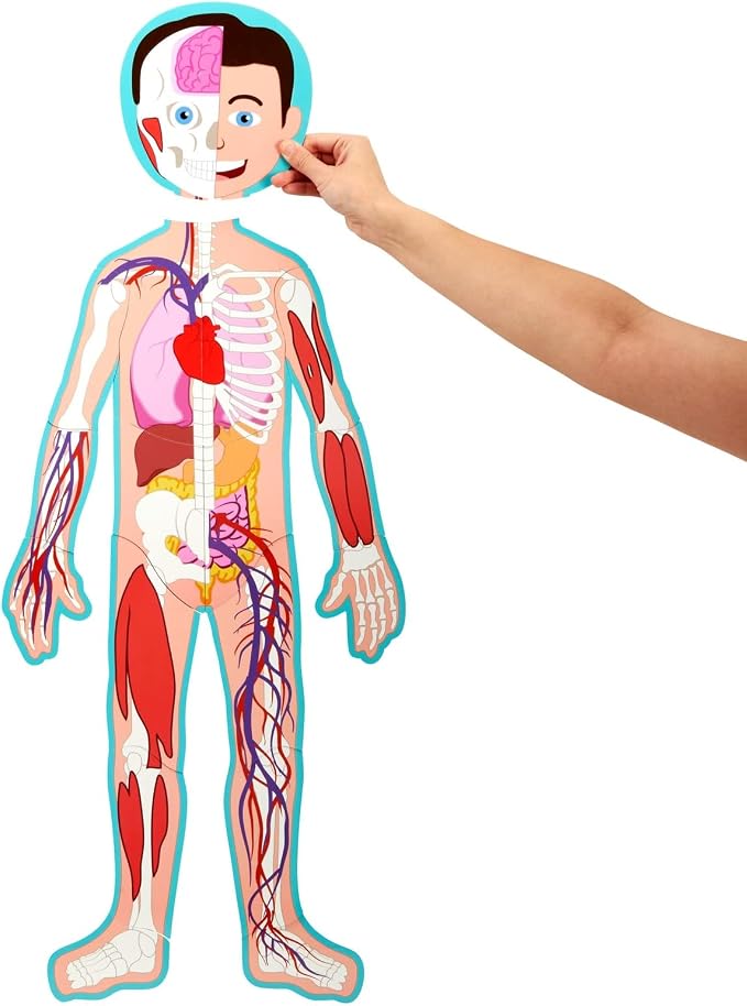 Blue Panda Interactive Magnetic Human Body Model - 3 ft, 17-Piece Double-Sided Anatomy Set for Kids - Human Anatomy with Organs, Educational Skeleton & Body Parts - Image 6