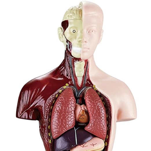 Anatomy for Kids Detachable STEM Learning Toys - Image 6
