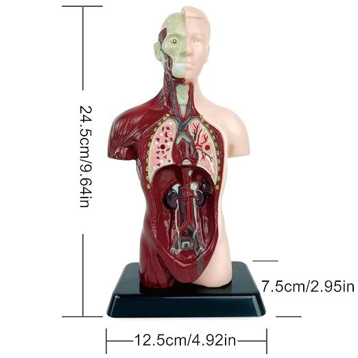 Anatomy for Kids Detachable STEM Learning Toys - Image 5