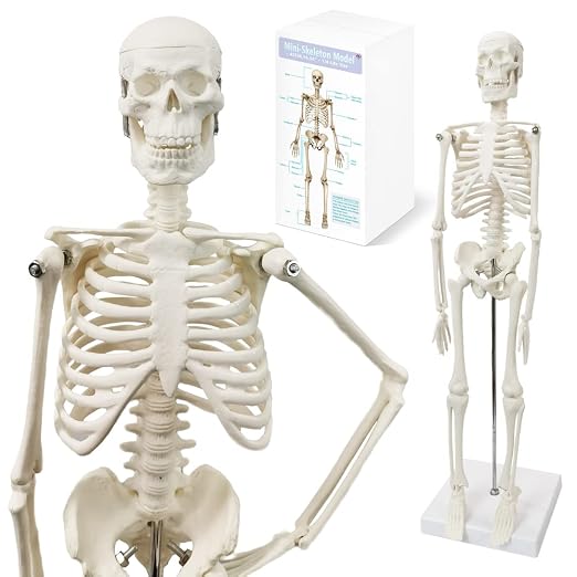 HADWYN Full Body 17.7" High Human Body Skeleton Model for Anatomy by HADWYNHumanAnatomyModel