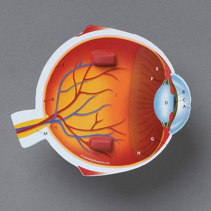 Learning Resources Cross-Section Human Eye Model - Image 2