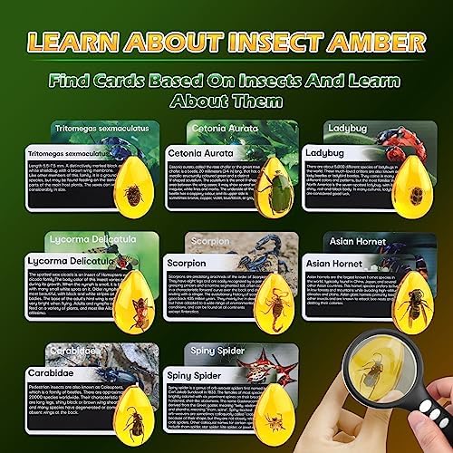 Woumserta Amber Dig Kits, Bugs Toys for Kids 5-7, 8 Insects Specimens Gifts - Image 4