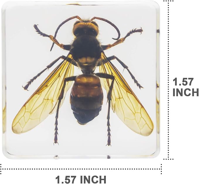 Insect Specimen Set, Bugs Collection Scientific Education Gift for Kids Aged 3-8-12 (Cicada, Wasp, Spider, Scorpion, Locust, Chafer) - Image 4