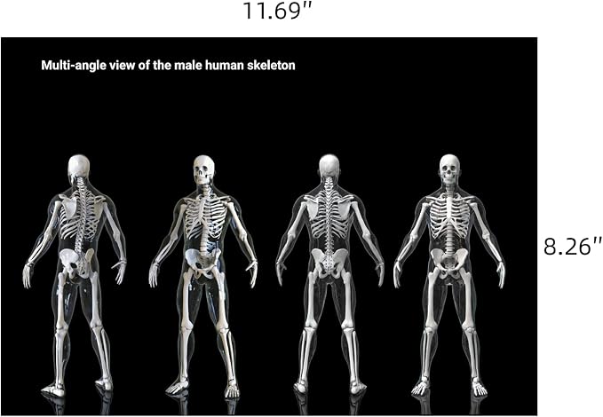 Human X-Rays for Kids' Light Table - 14-Piece Skeleton Puzzle & 7 Body System Charts (Nerves, Vessels, Lymphatic) - X-Ray Toys for Kids, STEM Toy for Light Table, School Projects & Doctor Role Play - Image 6