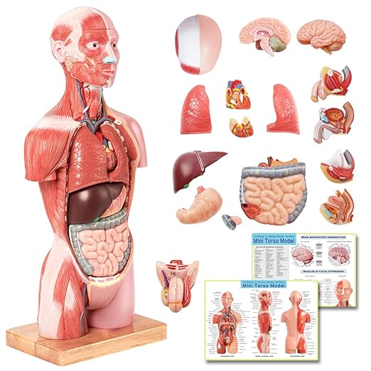 2026 New Human Body Deluxe Musculature Model, 16 Pcs Removable 17 inch by EVOTECHSCIENTIFIC