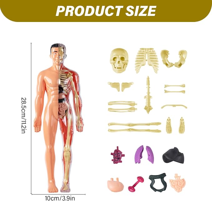 Human Body Model for Kids Detachable Visualized 3D Anatomy Model Enlightenment Science Toys Cultivates Explore Curiosity Hands-On Skills, Semi-Transparent|Science Kits Toys - Image 2