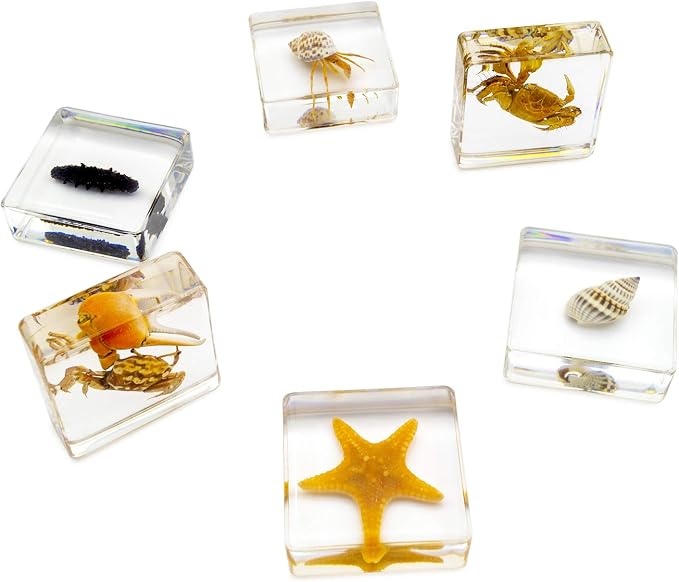 6 PCS Marine Life Specimen Set,Hermit Crab,Fiddler Crab,Starfish,Nassariidae,Sea Cucumber, Chiromantes Dehaani Resin Collection Science Toys - Image 2