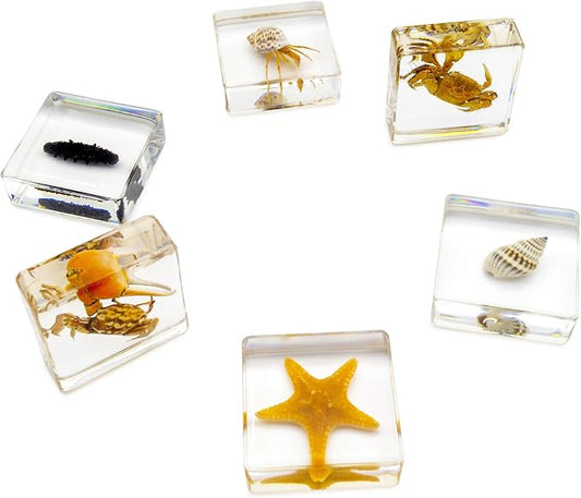 6 PCS Marine Life Specimen Set,Hermit Crab,Fiddler Crab,Starfish,Nassariidae,Sea Cucumber, Chiromantes Dehaani Resin Collection Science Toys - Image 2