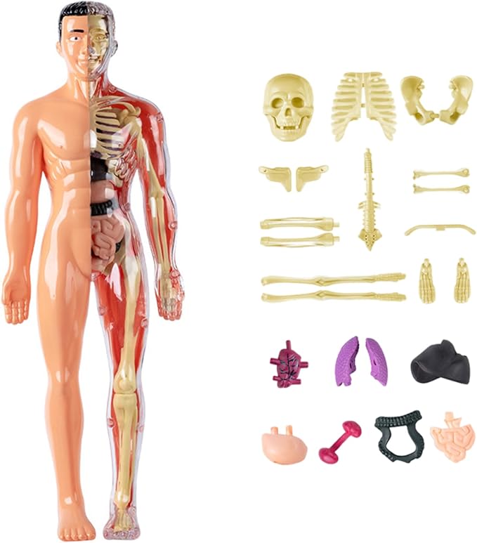 Human Body Model for Kids Detachable Visualized 3D Anatomy Model Enlightenment Science Toys Cultivates Explore Curiosity Hands-On Skills, Semi-Transparent|Science Kits Toys - Image 5