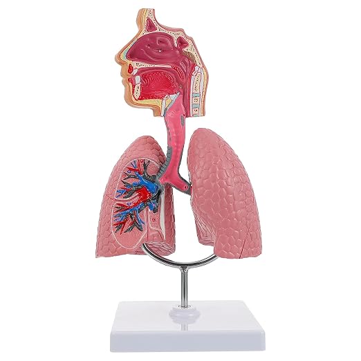 TEHAUX Human Lung Model, 3D Respiratory Lung Model, Human Nasal Cavity Throat Anatomy Tool for Teaching, PVC Material, Multi-Color, 10.6 X 4.7 X 4.7 Inches by TEHAUX