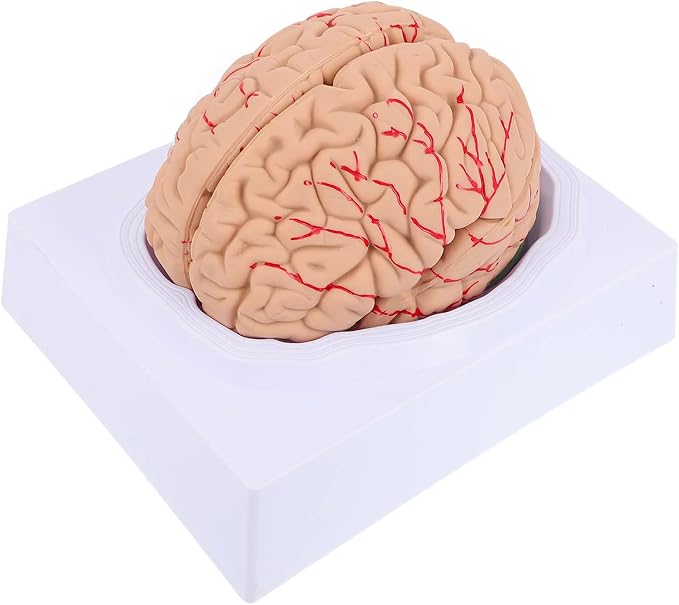 Disassembled Anatomical Human Brain Model - 8-Part Medical Teaching Tool for Brain Anatomy Study, Kids Learning & Science Classroom, Realistic Human Body Puzzle for Students and Doctors by Unknown