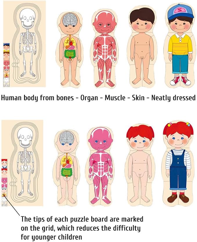 Childrens Human Body Puzzle Thickened Body Organ Learning Game, Sturdy Educational Toy for Boys Girls, 15 * 2 * 30cm Size (#1) - Image 3