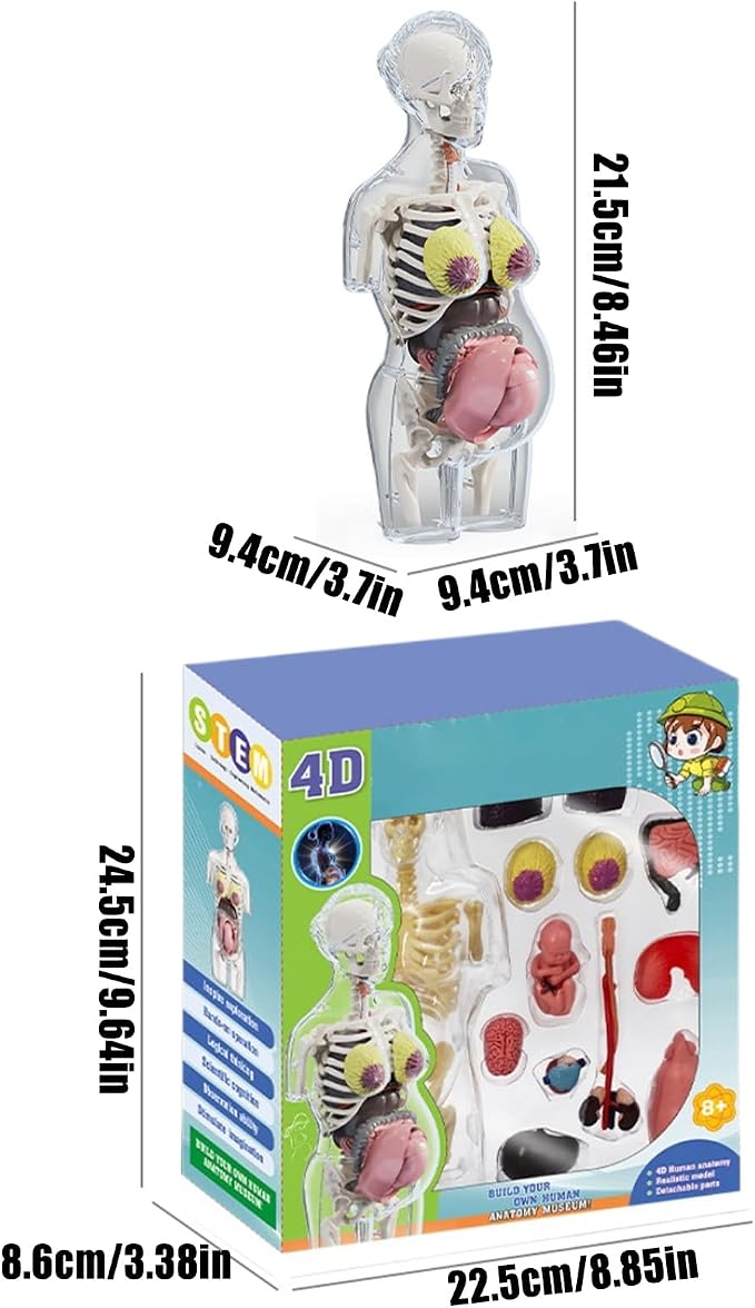 Human Body Model for Kids | Pregnancy Skeleton Model Toy | Anatomical Assembly Educational Toys for Children Classroom Students Learning Enthusiasts Preschool - Image 5