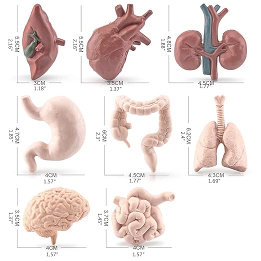 Human Model Human Body Organs for Human Anatomy Body Parts Learning Toy Human System Model,8Pcs 3D Anatomy Model Prop Plastic,Educational Toys for Kids (Graphic Color) - Image 2