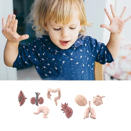 Human Model Human Body Organs for Human Anatomy Body Parts Learning Toy Human System Model,8Pcs 3D Anatomy Model Prop Plastic,Educational Toys for Kids (Graphic Color) - Image 5