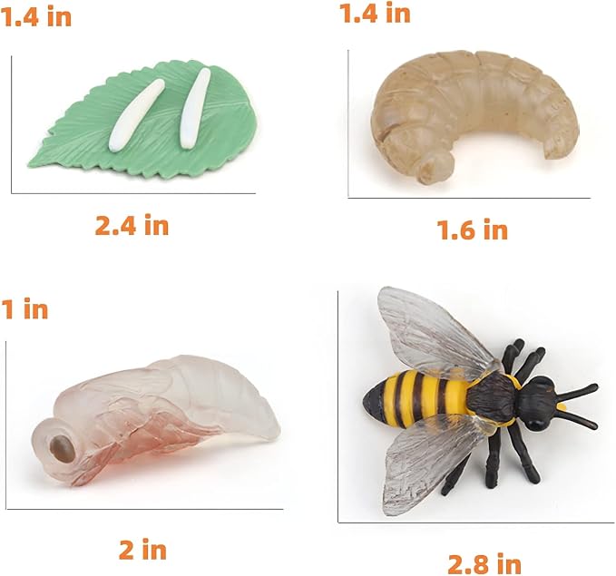 Montessori Bee Life Cycle with Flash Cards, Realistic Animal Figurines Toy, Animal Educational Matching Game for 3+ Year Old Kids (Bee) - Image 4