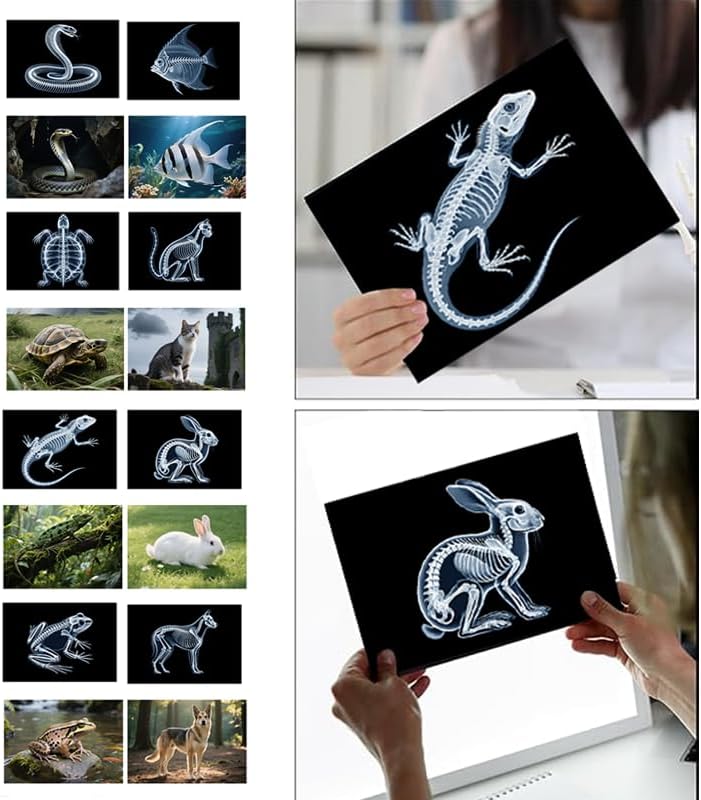 16 Animal X-Ray Set, Educational Science Kit for Kids to Explore Bone Structures for Lightstand Accessories, Light and Shadow Areas (Pets Series) - Image 2