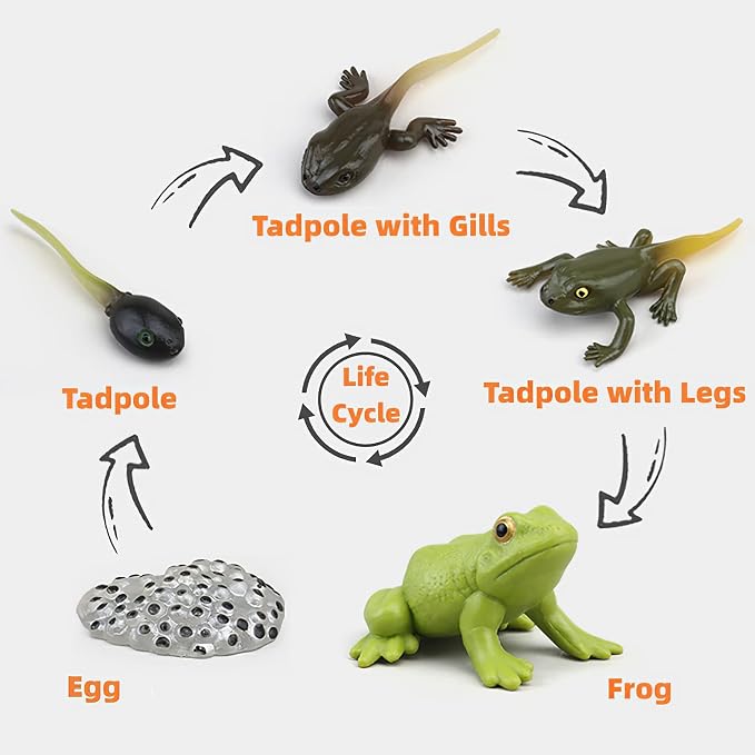Montessori Life Cycle Learning & Education Toys, Plastic Insect Ladybug Monarch Butterfly Tadpole to Frog Kit, Preschool Learning Activities - Image 2