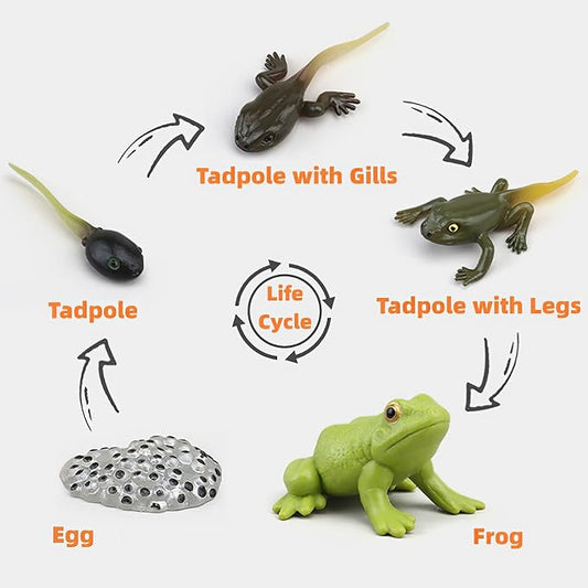 Montessori Life Cycle Learning & Education Toys, Plastic Insect Ladybug Monarch Butterfly Tadpole to Frog Kit, Preschool Learning Activities - Image 2