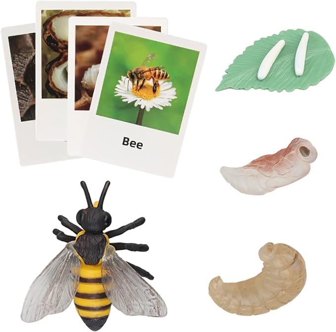 Montessori Bee Life Cycle with Flash Cards, Realistic Animal Figurines Toy, Animal Educational Matching Game for 3+ Year Old Kids (Bee) by MIKNEKE