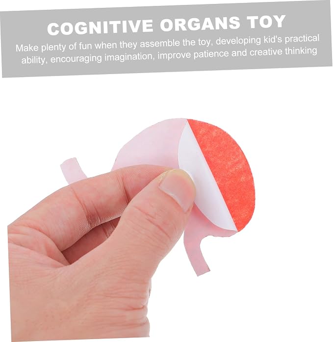 Healifty DIY Organs Craft Kit Human Body Model for Kids Cognitive Organs Toy Creative Organs Plaything Educational Teaching Aids for Learning Internal Body Organs 3 Sets - Image 4