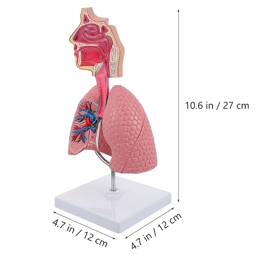 TEHAUX Human Lung Model, 3D Respiratory Lung Model, Human Nasal Cavity Throat Anatomy Tool for Teaching, PVC Material, Multi-Color, 10.6 X 4.7 X 4.7 Inches - Image 5