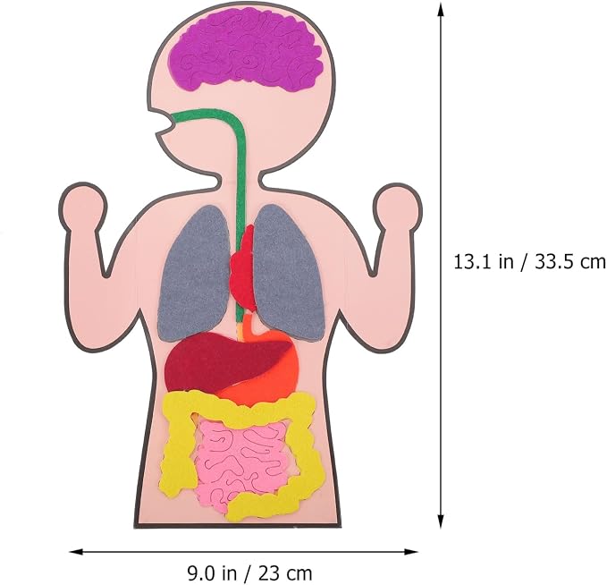 Healifty DIY Organs Craft Kit Human Body Model for Kids Cognitive Organs Toy Creative Organs Plaything Educational Teaching Aids for Learning Internal Body Organs 3 Sets - Image 2
