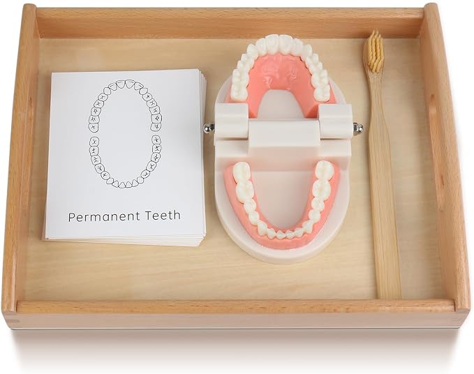 MEROCO Montessori Practical Life Teeth Model and Cards Teeth Brushing Toys by MEROCO