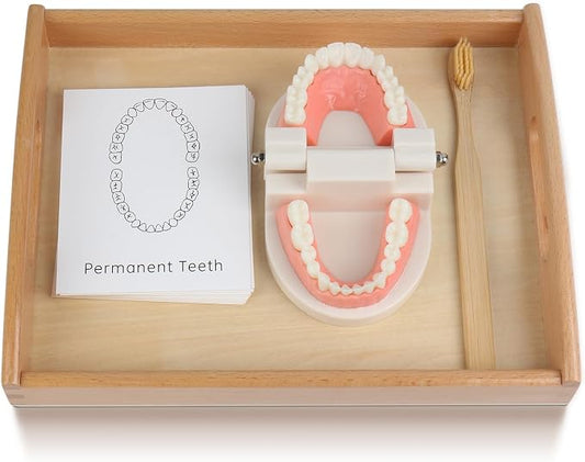 MEROCO Montessori Practical Life Teeth Model and Cards Teeth Brushing Toys by MEROCO