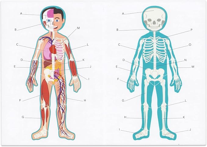 Blue Panda Interactive Magnetic Human Body Model - 3 ft, 17-Piece Double-Sided Anatomy Set for Kids - Human Anatomy with Organs, Educational Skeleton & Body Parts - Image 7