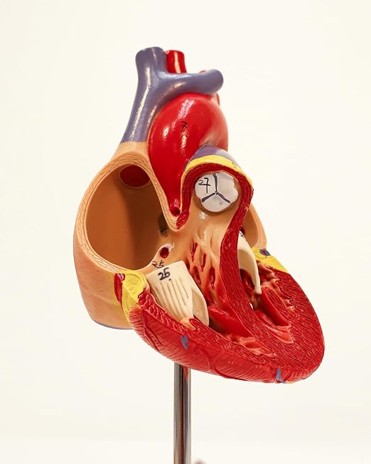 Axis Scientific Life-Size Human Heart Model - Image 7