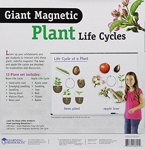 Learning Resources Giant Magnetic Plant Life Cycle - STEM Growing Seed, Montessori Tree , Biology Cards, Classroom Teacher Must Haves Activities, Science Homeschool Essentials, Gifts for Students - Image 2